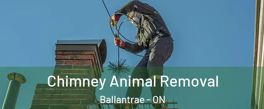 Chimney Animal Removal Ballantrae - ON