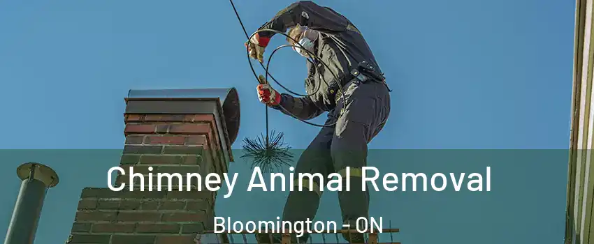  Chimney Animal Removal Bloomington - ON