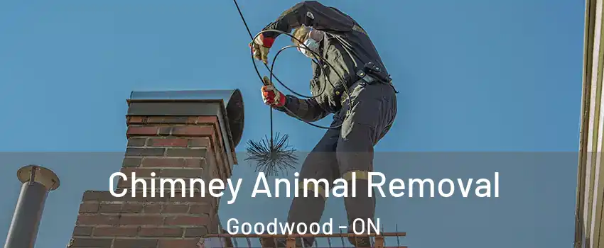  Chimney Animal Removal Goodwood - ON