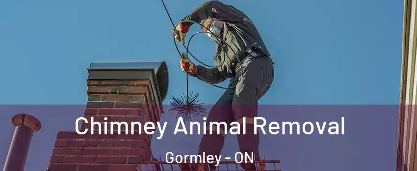 Chimney Animal Removal Gormley - ON