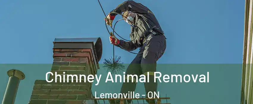 Chimney Animal Removal Lemonville - ON