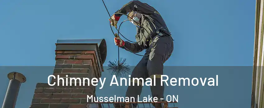 Chimney Animal Removal Musselman Lake - ON