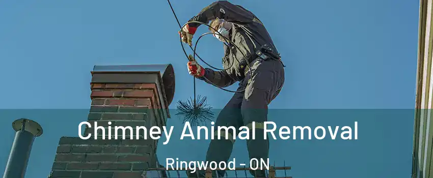 Chimney Animal Removal Ringwood - ON