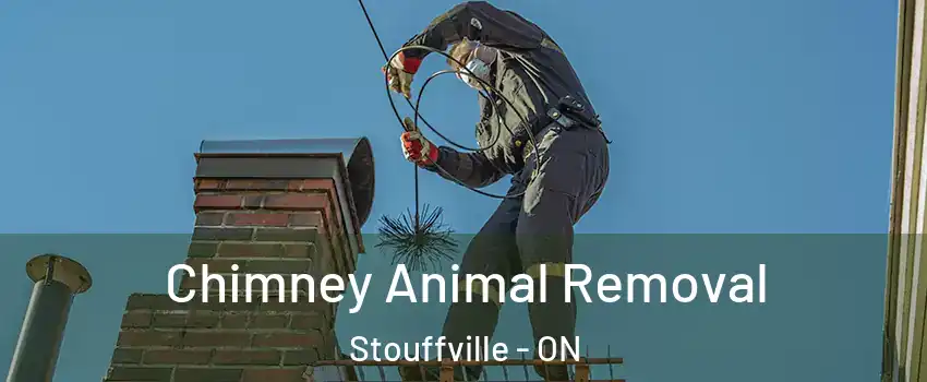 Chimney Animal Removal Stouffville - ON