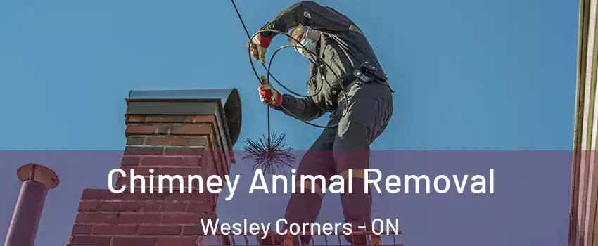  Chimney Animal Removal Wesley Corners - ON